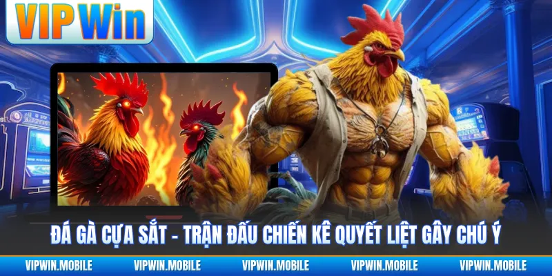 Đá Gà Cựa Sắt - Trận Đấu Chiến Kê Quyết Liệt Gây Chú Ý - yavin.lol