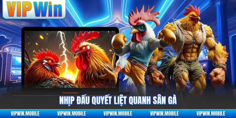 Đá Gà Cựa Sắt - Trận Đấu Chiến Kê Quyết Liệt Gây Chú Ý - yavin.lol