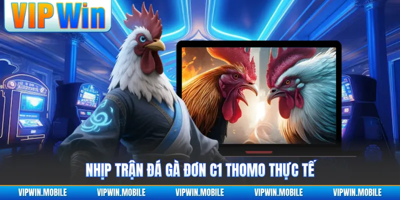 Đá Gà Đơn C1 Thomo - Hành Trình Giao Đấu Đầy Áp Lực - yavin.lol
