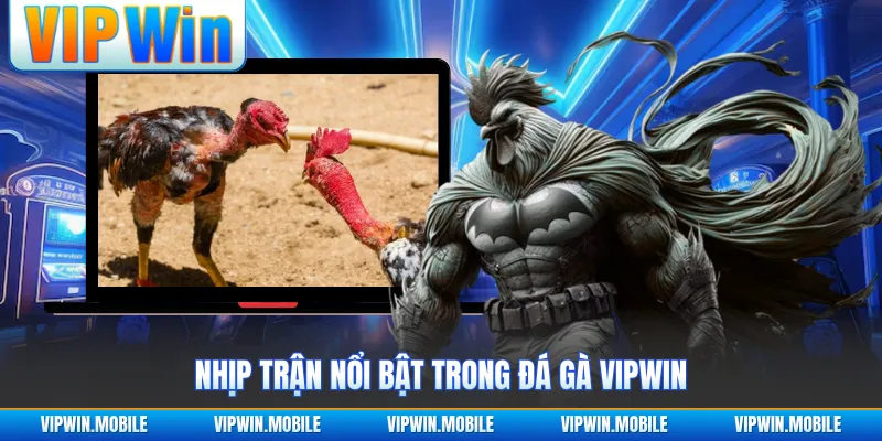 Đá Gà VIPWIN - Giao Tranh Chiến Kê Gay Cấn Suốt Từng Hồ - yavin.lol