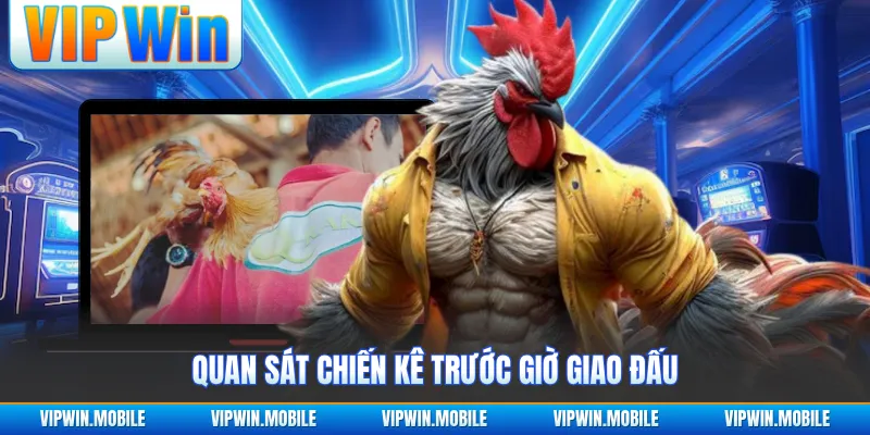 Đá Gà Đơn C1 Thomo - Hành Trình Giao Đấu Đầy Áp Lực - yavin.lol