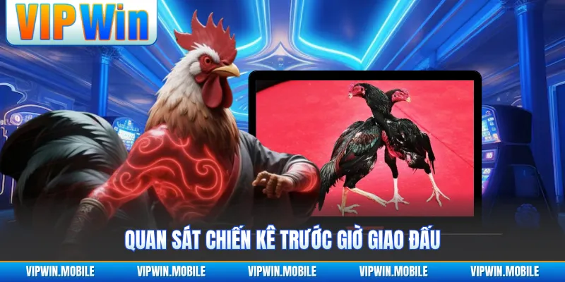 Đá Gà VIPWIN - Giao Tranh Chiến Kê Gay Cấn Suốt Từng Hồ - yavin.lol